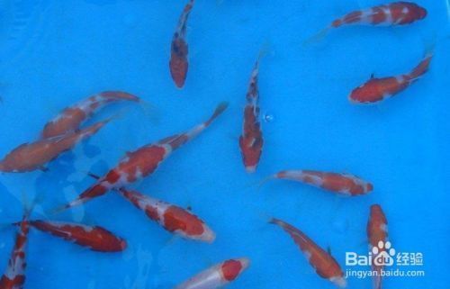 魚苗選擇時應注意哪些因素：如何判斷魚苗優劣