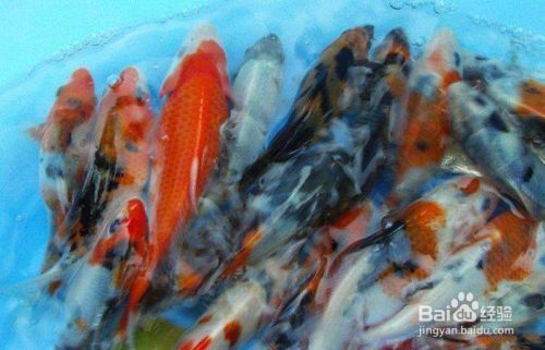 魚苗選擇時應注意哪些因素：如何判斷魚苗優劣