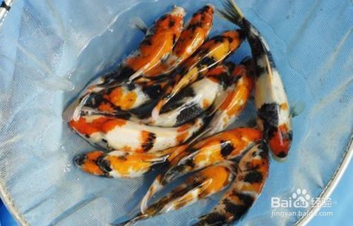 魚苗選擇時應注意哪些因素：如何判斷魚苗優劣