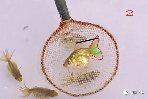 魚苗選擇時應注意哪些因素：如何判斷魚苗優劣