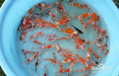 魚苗選擇時應注意哪些因素：如何判斷魚苗優劣