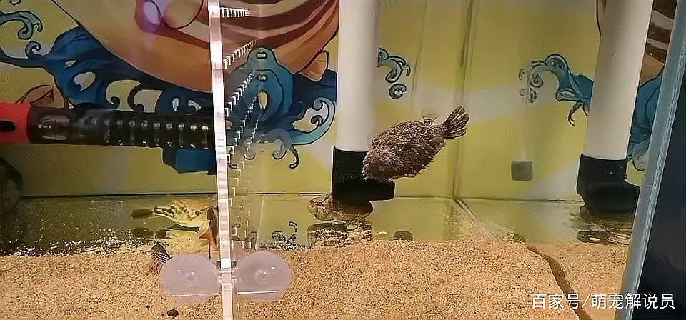 毛毛狗頭魚最建議買的顏色