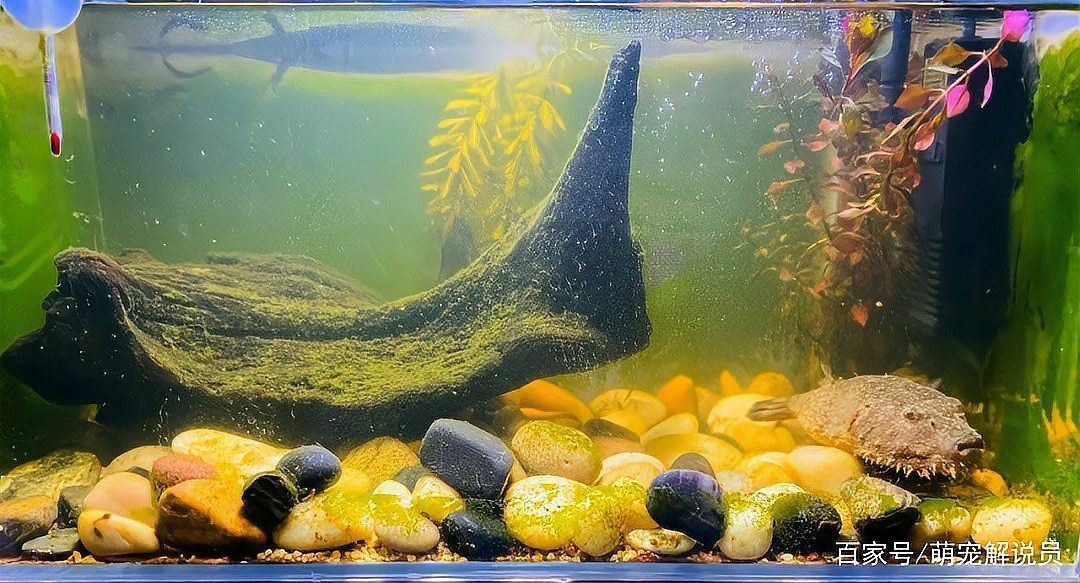 毛毛狗頭魚最建議買的顏色