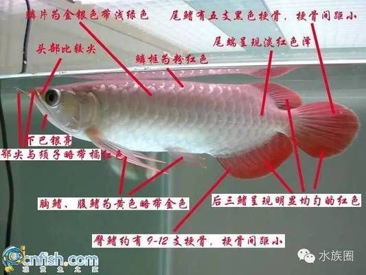 關于龍魚的資料（養殖龍魚需要注意以下幾點，龍魚繁殖技術有哪些）