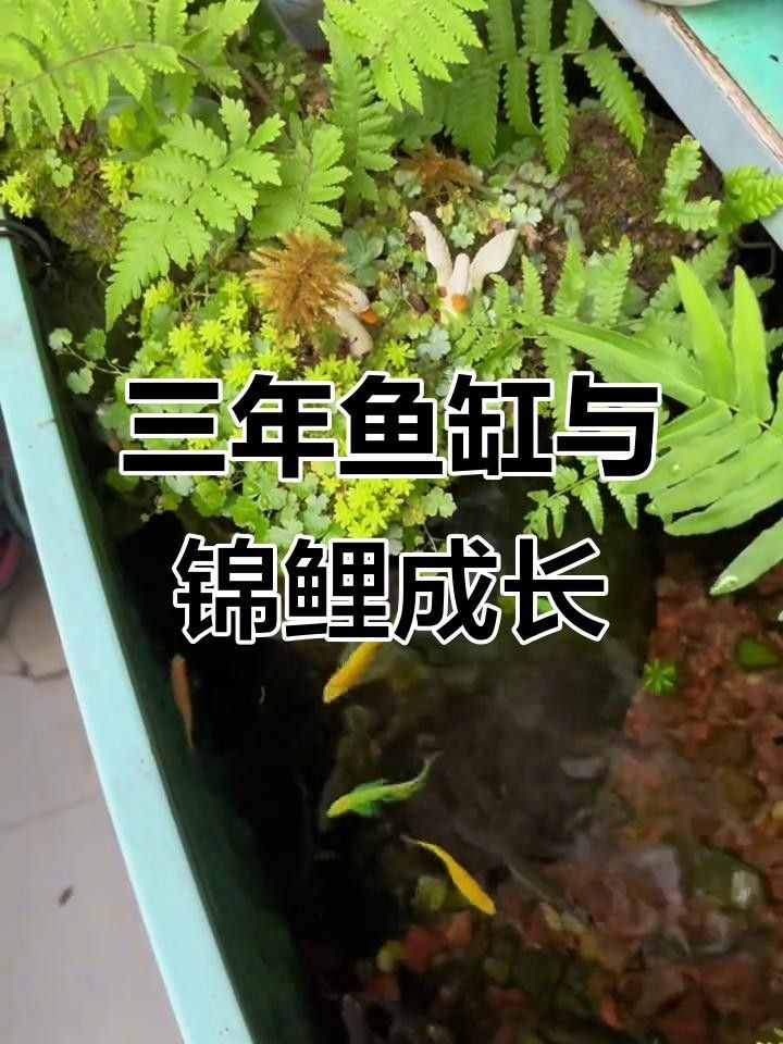 紅龍魚怎么上色快一點（紅龍魚吃什么上色快紅龍魚怎么養發紅心得）