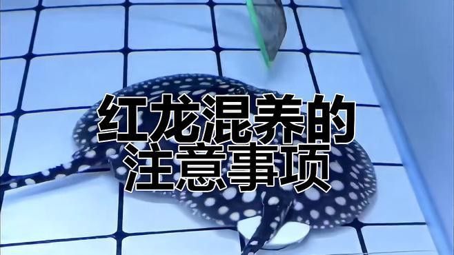 紅龍魚混養注意事項有哪些？