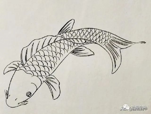 金龍魚簡筆畫畫法（兒童金龍魚簡筆畫視頻教程金龍魚簡筆畫視頻教程）