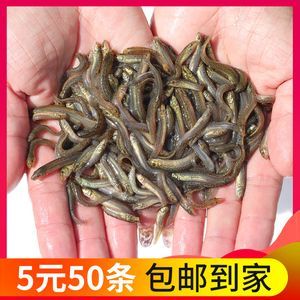 龍魚飼料魚是什么魚（龍魚飼料中常用的魚類和其他活餌，飼養者需要考慮到營養需求）