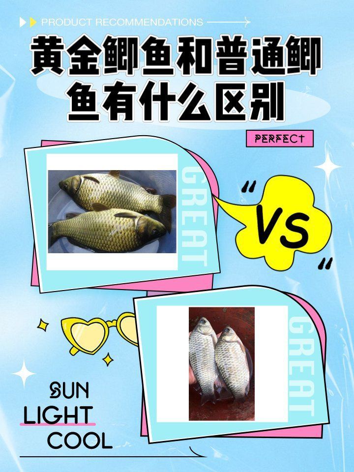 金鯽魚為何被國家禁止