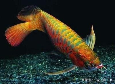 龍魚好不好養(yǎng)活呢，關(guān)于龍魚飼養(yǎng)的一些關(guān)鍵要點(diǎn)