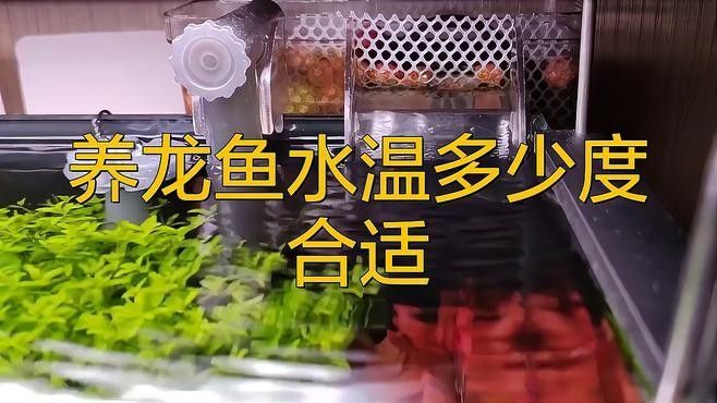 龍魚飼養(yǎng)水溫