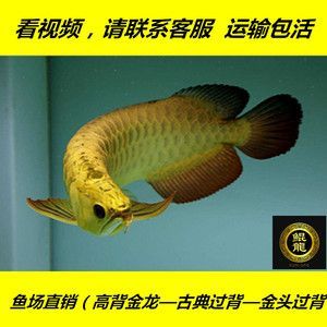 純種金龍魚：純種金龍魚的價格