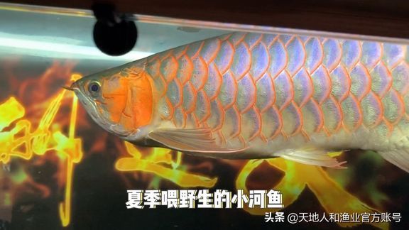 龍魚吃活食的檢疫周期（關(guān)于龍魚吃活食的檢疫周期）