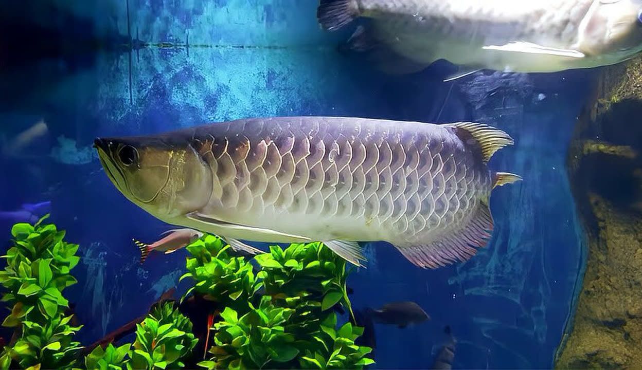 龍魚吃活食的檢疫周期（關(guān)于龍魚吃活食的檢疫周期）