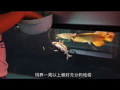 龍魚吃活食的檢疫周期（關(guān)于龍魚吃活食的檢疫周期）