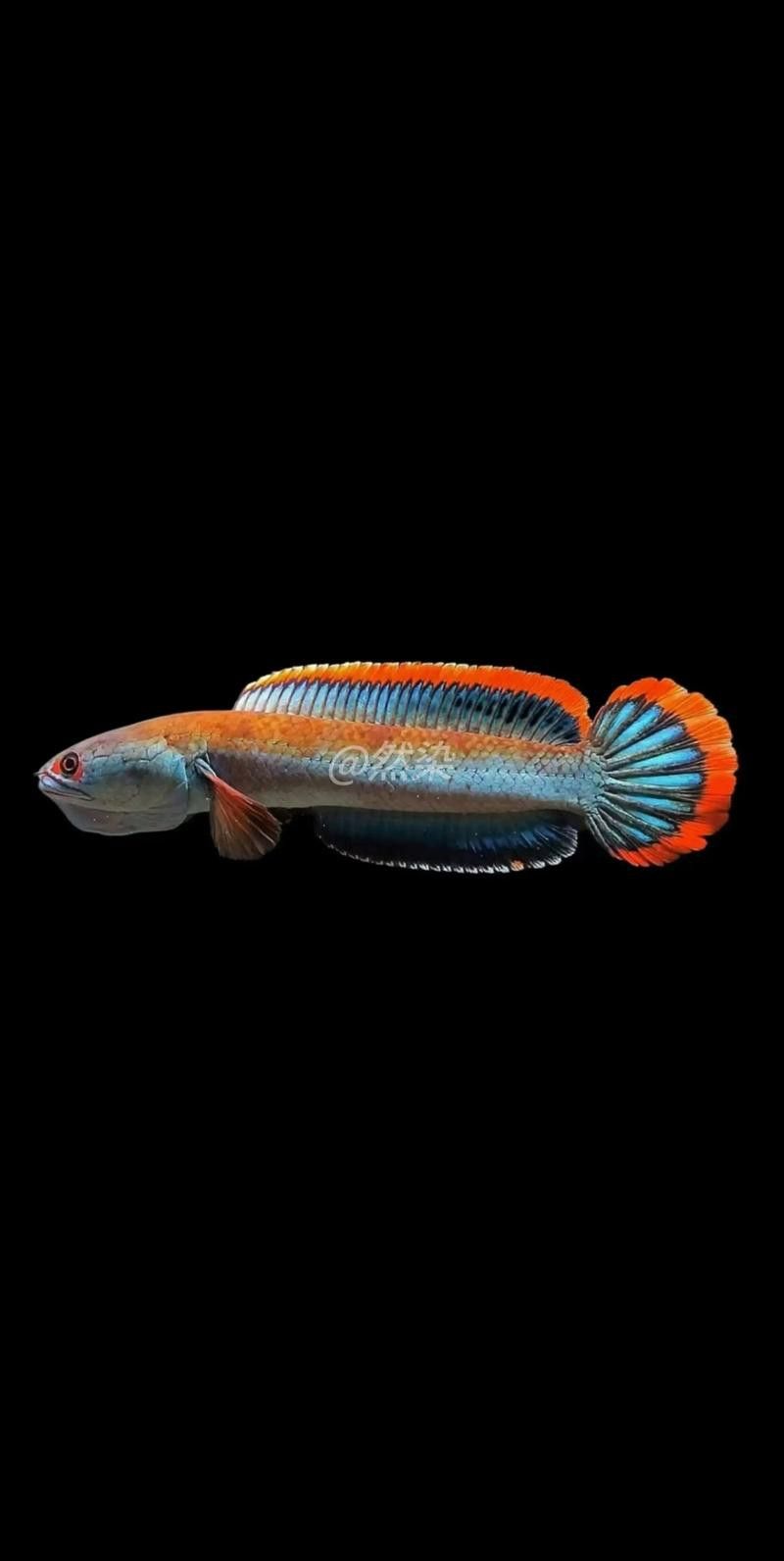 像雷龍魚的魚類圖片