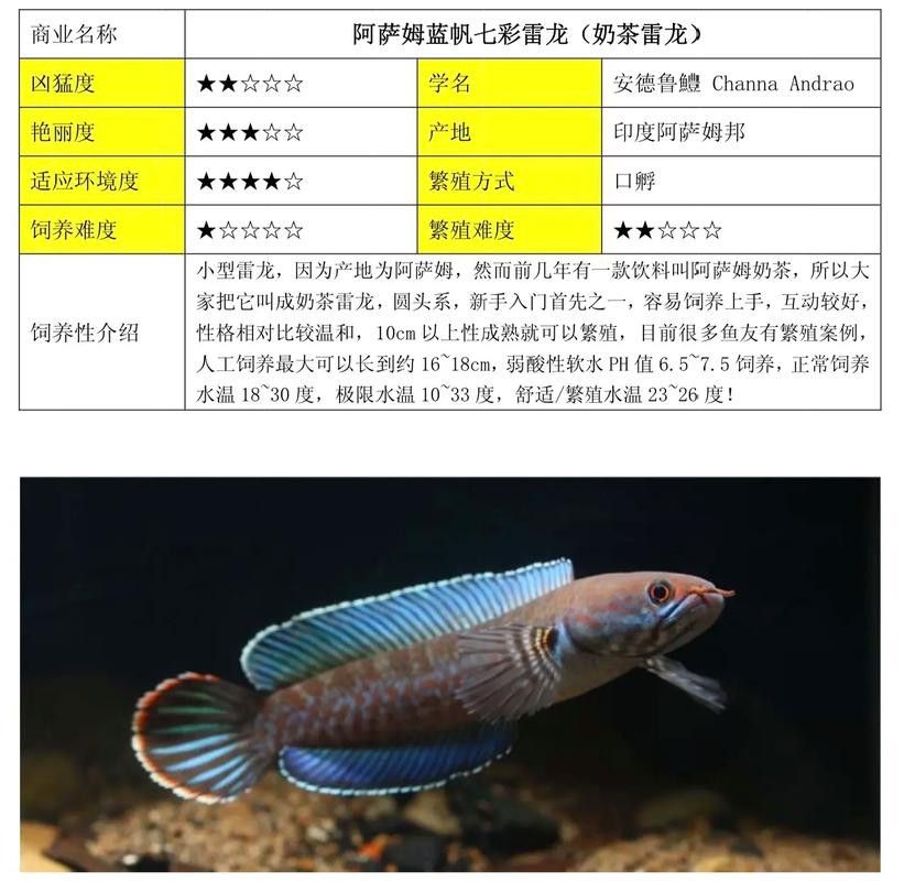 像雷龍魚的魚類圖片