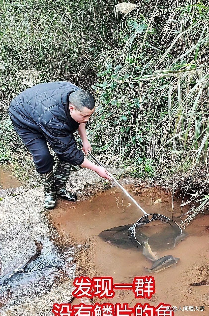 像雷龍魚的魚類圖片