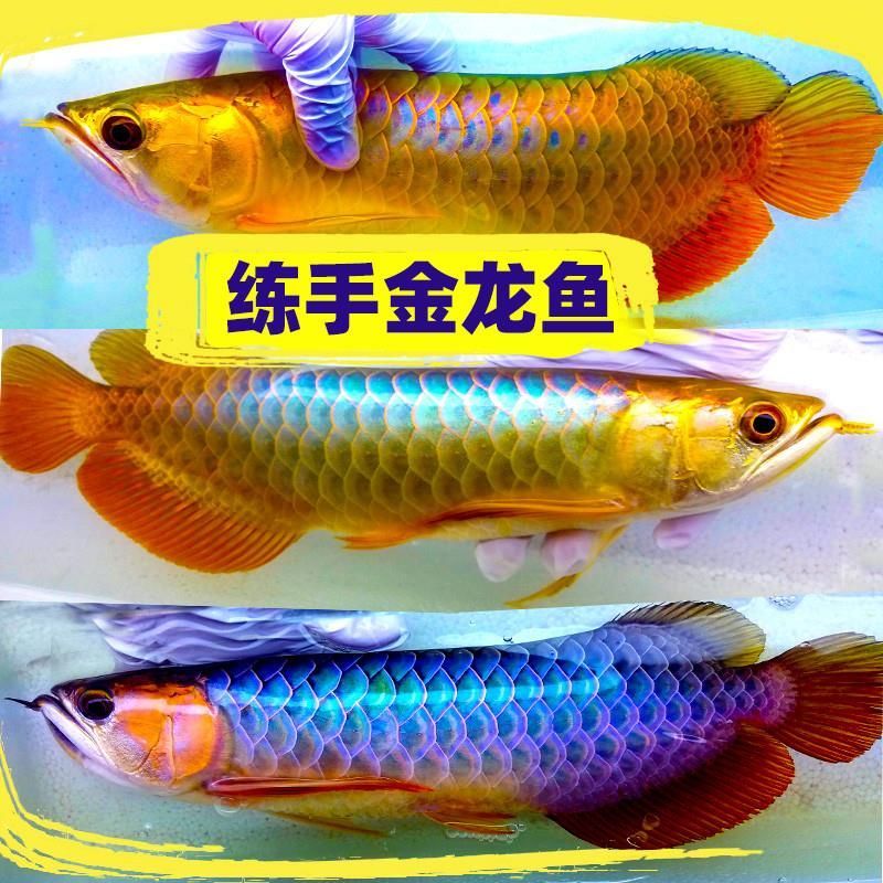 龍魚吃什么活魚好一點：龍魚喂養技巧