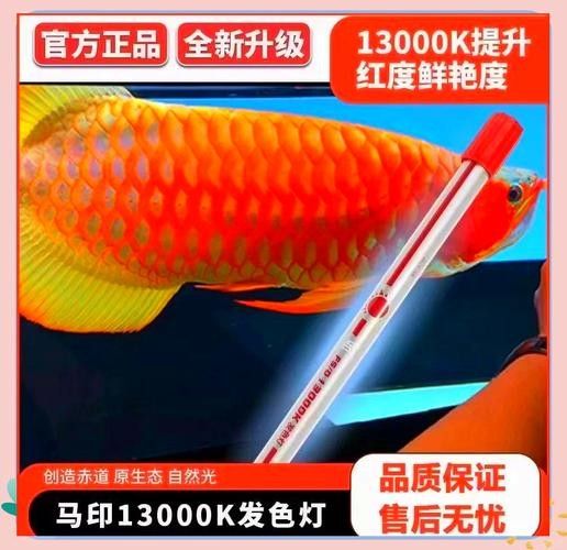 龍魚用什么燈光比較好養