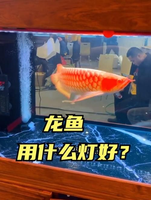 龍魚用什么燈光比較好養