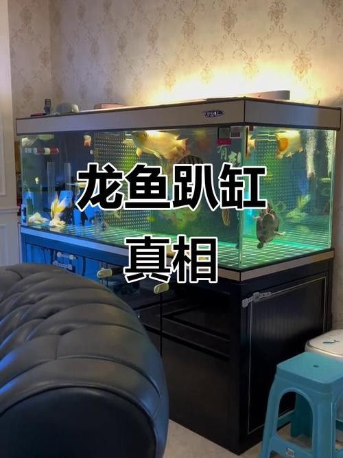 龍魚用什么燈光比較好養