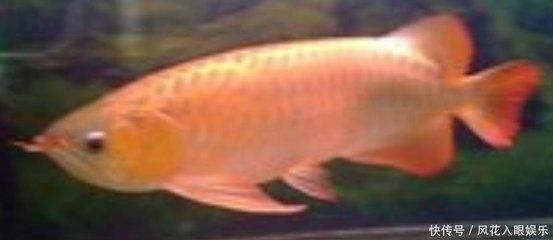 金龍魚難養嗎？金龍魚飼養注意事項：金龍魚是否難養，主要取決于飼養者的經驗和經驗和需求