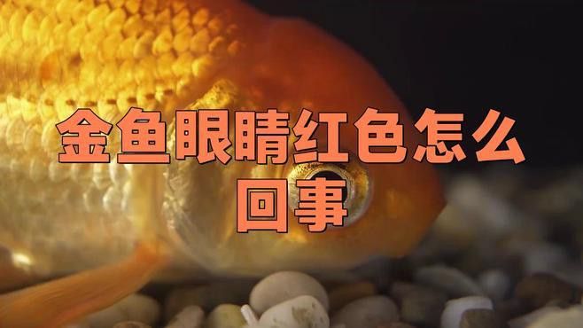 金龍魚金魚眼睛充血