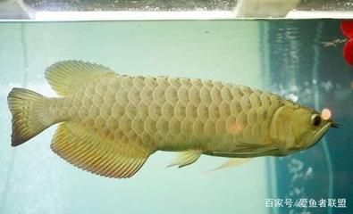 如果不注意這些細節，龍魚很可能會死亡：養龍魚有哪些講究？