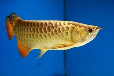 養(yǎng)金龍魚掙錢嗎現(xiàn)在：養(yǎng)殖金龍魚掙錢嗎