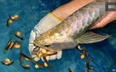 養(yǎng)金龍魚掙錢嗎現(xiàn)在：養(yǎng)殖金龍魚掙錢嗎