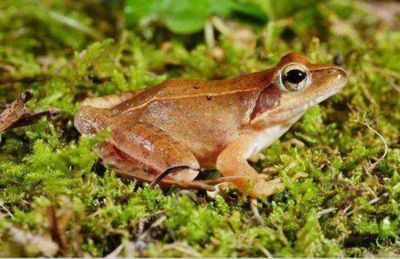 龍魚喂什么食物比較低膽固醇高呢（龍魚健康飲食指南,）