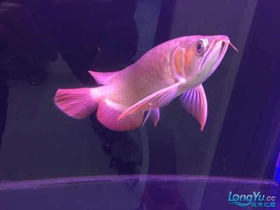 龍魚經常撞缸什么情況會死：龍魚撞缸是一種常見的行為，可能由多種原因引起龍魚死亡