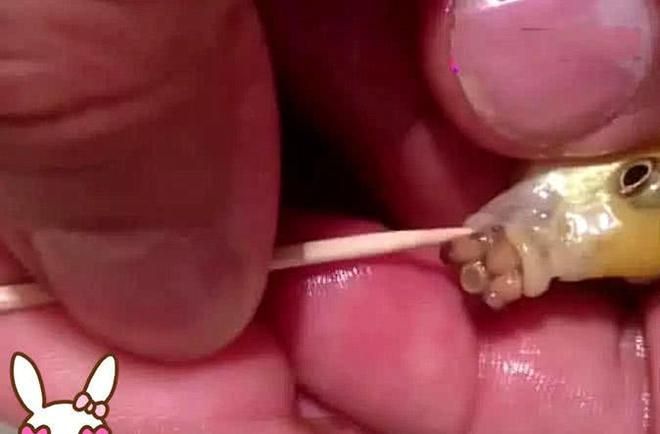 金龍魚吃異物怎么治療：金龍魚吃異物怎么辦