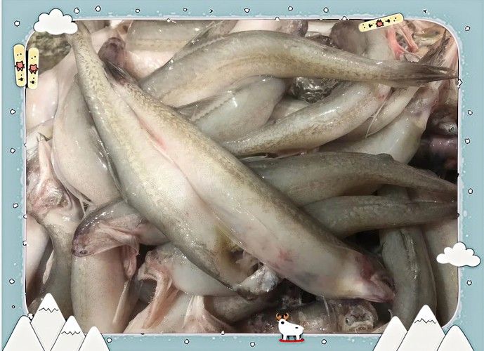 潮汕龍魚圖片大全