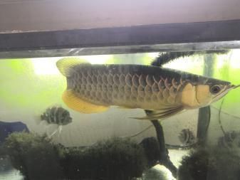 古典b過金龍魚多少錢：古典b過背金龍魚多少錢古典b過金龍魚多少錢