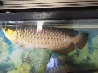 古典b過金龍魚多少錢：古典b過背金龍魚多少錢古典b過金龍魚多少錢