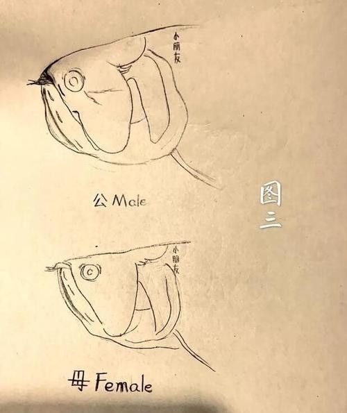 紅龍魚怎么看公母圖片