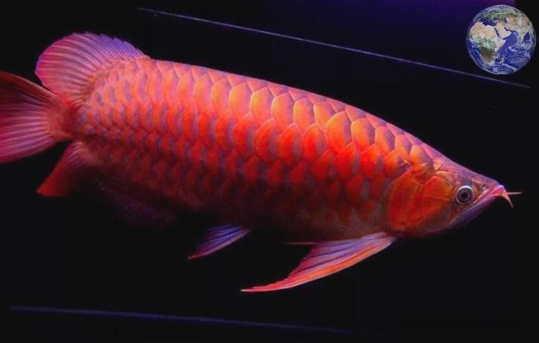 紅龍魚怎么看公母圖片
