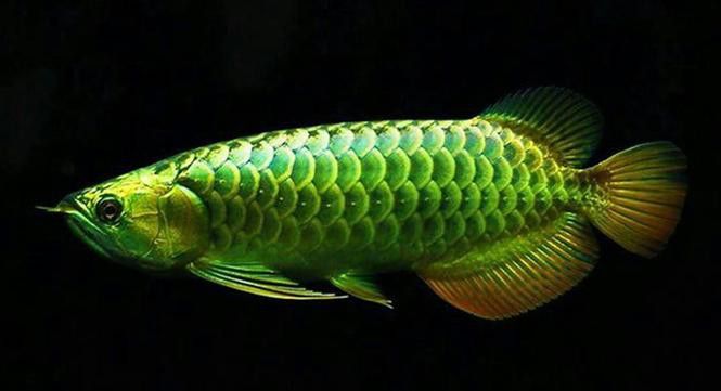 紅龍魚怎么看公母圖片