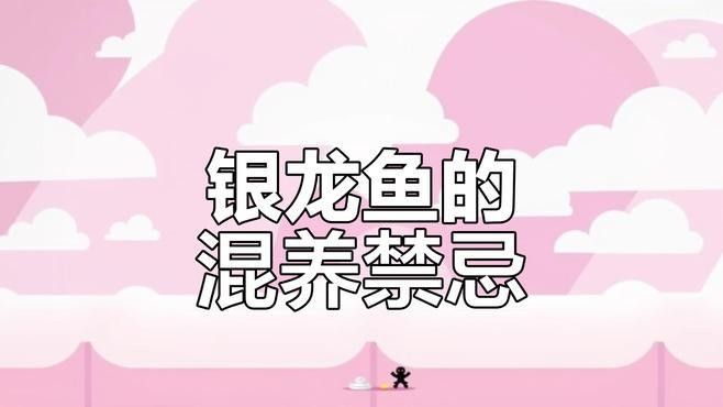 銀龍魚混養(yǎng)幾條好看