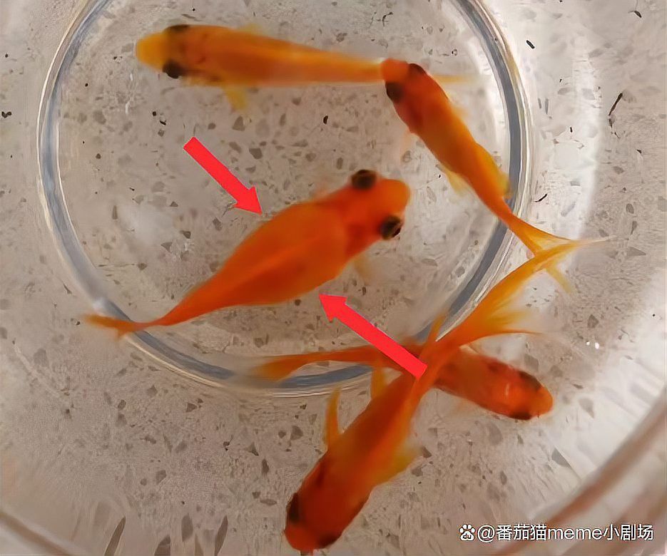如何判斷金龍魚是否懷孕？ 如何判斷金龍魚是否懷孕？ 龍魚百科 第7張