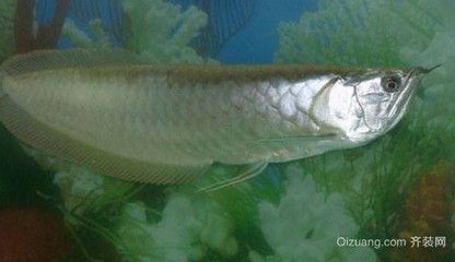 養(yǎng)銀龍魚(yú)水溫控制在多少度最合適：養(yǎng)銀龍魚(yú)水溫控制在多少度最合適養(yǎng)銀龍魚(yú)水溫控制在多少度最合適