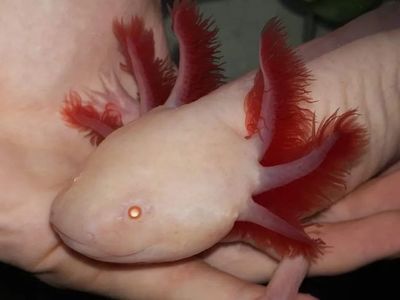 紅眼恐龍魚(yú)怎么養(yǎng)：養(yǎng)殖紅眼恐龍魚(yú)需要注意哪些問(wèn)題