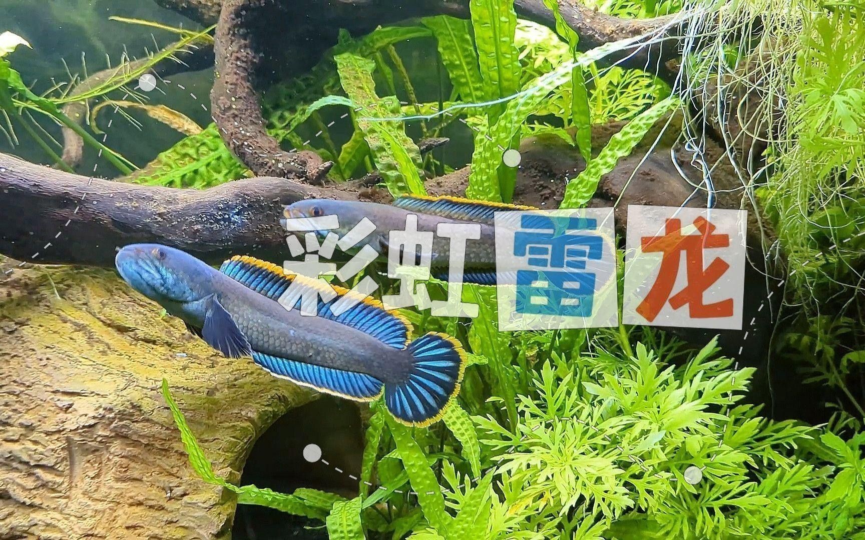 彩虹雷龍繁殖后如何護理？