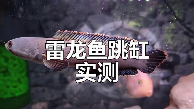 彩虹雷龍繁殖后如何護理？