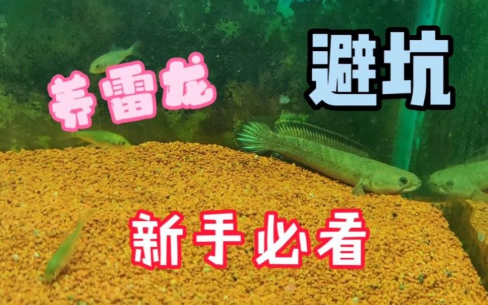 彩虹雷龍繁殖后如何護理？