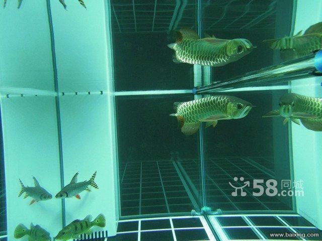 皇宮金龍魚：《穿越龍王傳說》金龍魚\"可能是指現實生活中的虛擬設定