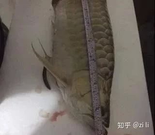 龍魚肚子扁扁的：龍魚肚子扁扁的原因