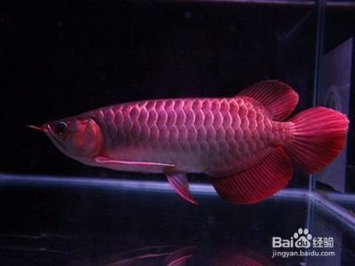 養一條銀龍魚代表什么意義：養一條銀龍魚代表的意義包括但不限于美麗的觀賞價值